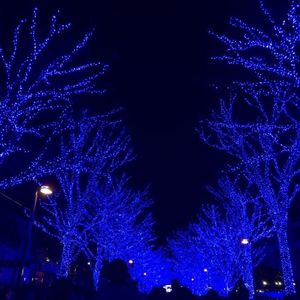代々木公園ケヤキ並木
