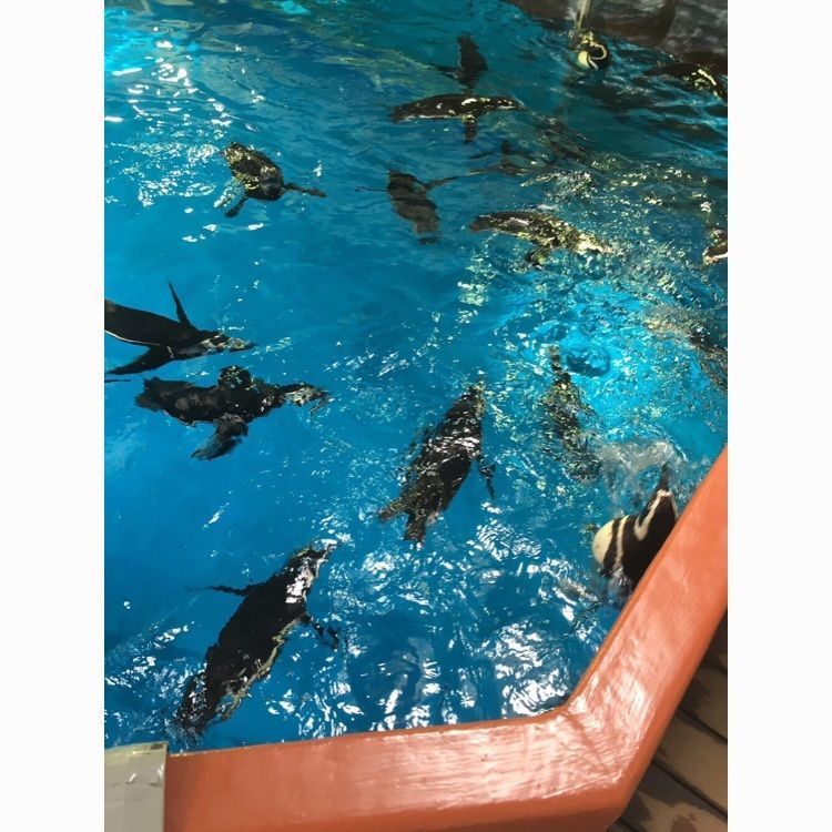 #水族館 #須磨海浜水族館 #須磨海浜公園 #関西 #兵庫 #神戸 #関西の観光スポット #兵庫の観光スポット #神戸の観光スポット #観光スポット #おでかけ #令和