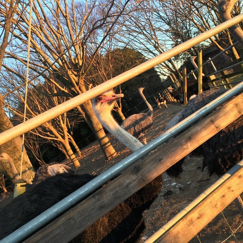 yufujitoさんが投稿したダチョウ王国観光牧場 石岡ファームに関する口コミの画像