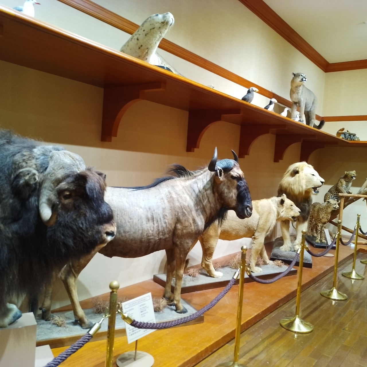 のんびりんこさんが投稿した群馬県立自然史博物館に関する口コミの画像