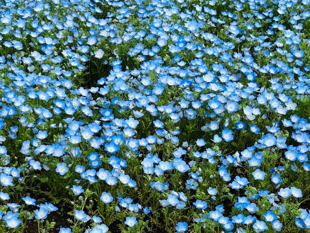 cool_village_20d2さんが投稿した花の駅 生駒高原（【旧店名】花の茶屋）に関する口コミの画像