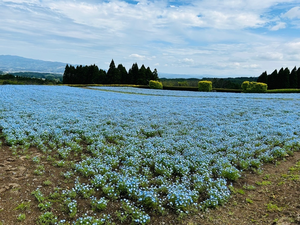 cool_village_20d2さんが投稿した花の駅 生駒高原（【旧店名】花の茶屋）に関する口コミの画像