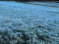 cool_village_20d2さんが投稿した花の駅 生駒高原（【旧店名】花の茶屋）に関する口コミの画像
