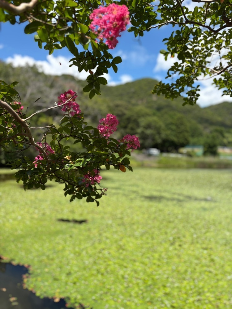 nicanさんが投稿した須濱神社に関する口コミの画像