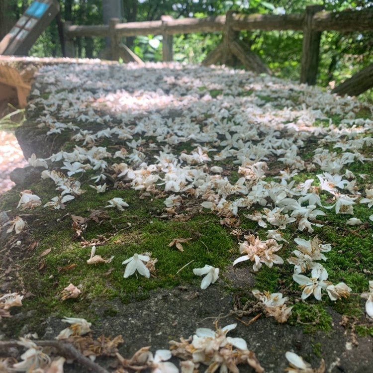 kazuさんが投稿した金剛山「しゃくなげの路」に関する口コミの画像