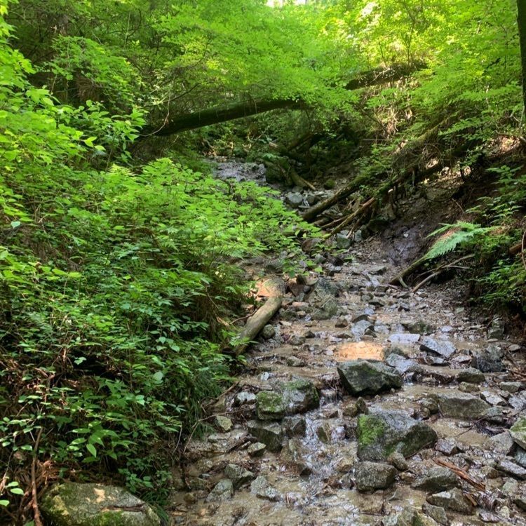 kazuさんが投稿した金剛山「しゃくなげの路」に関する口コミの画像