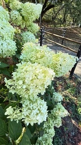 峠の茶屋