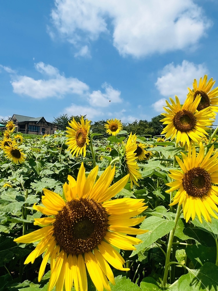そしじさんが投稿した東松山市農林公園に関する口コミの画像