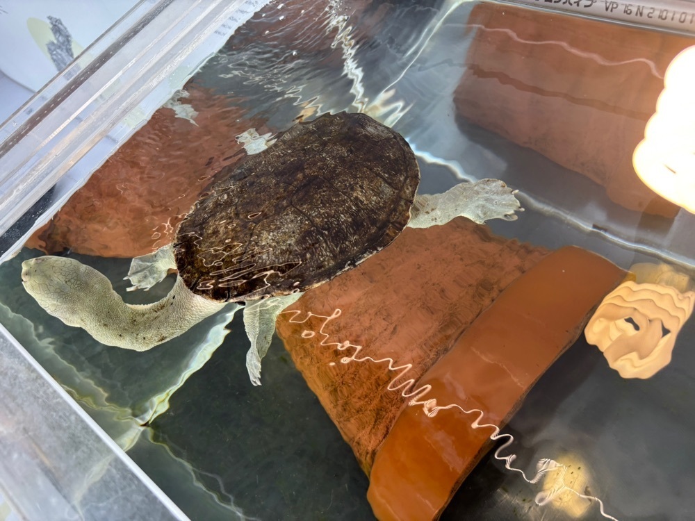 たま ②さんが投稿した日和佐うみがめ博物館カレッタに関する口コミの画像