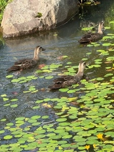 しらかば庵