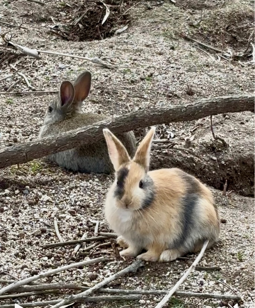 カランさんが投稿したうさぎの島（大久野島）に関する口コミの画像