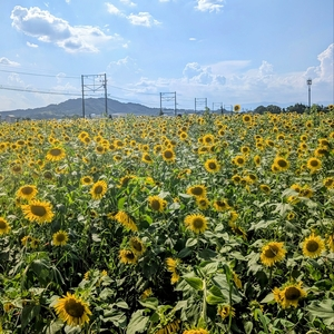 万葉の森船岡山