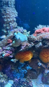 魚津水族館