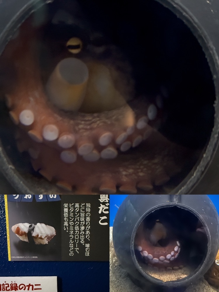 ぺたこ♡さんが投稿した魚津水族館に関する口コミの画像