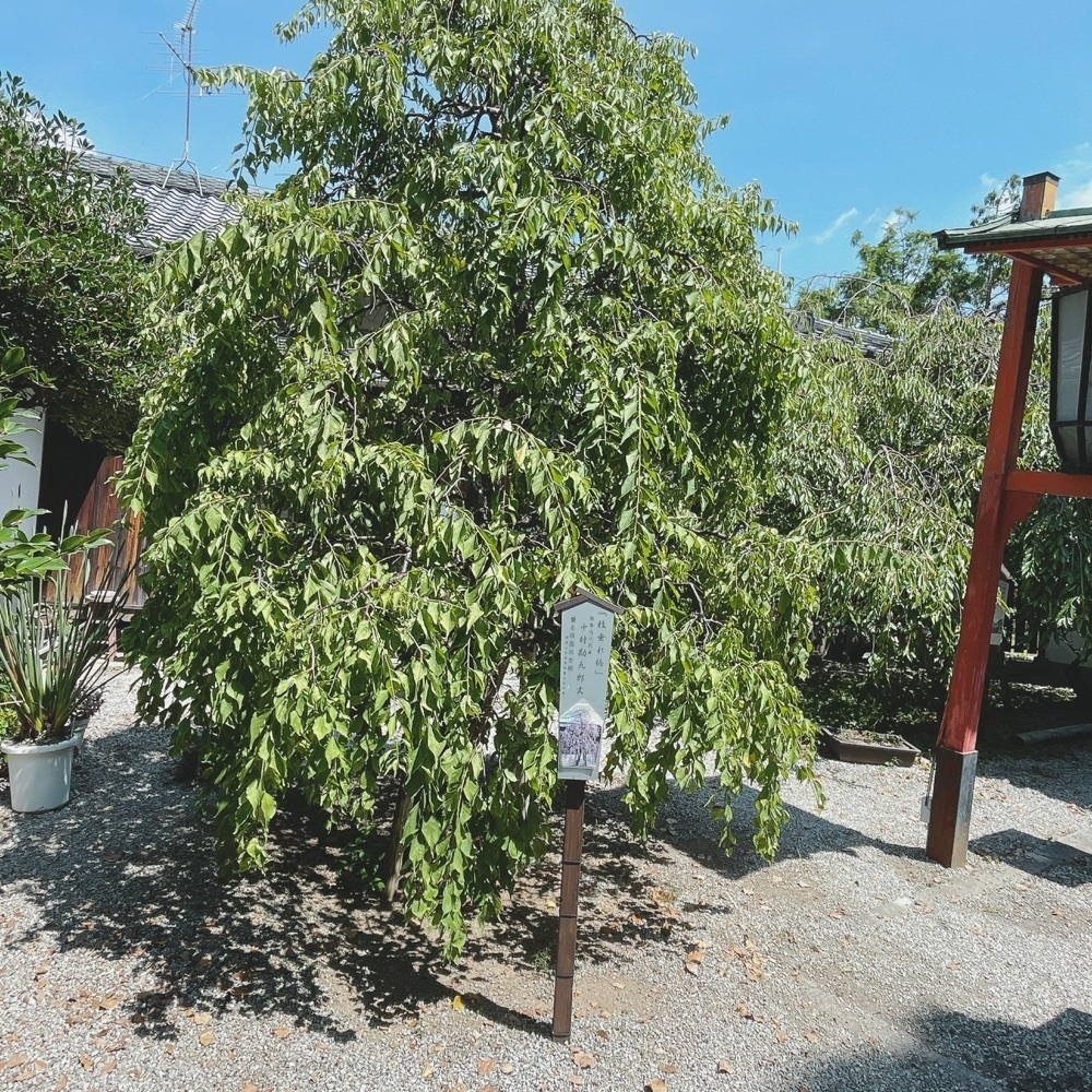 Danjouさんが投稿した源九郎稲荷神社に関する口コミの画像