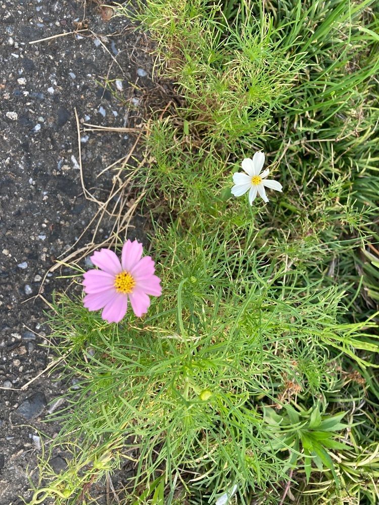 ply さんが投稿した菊泉院に関する口コミの画像