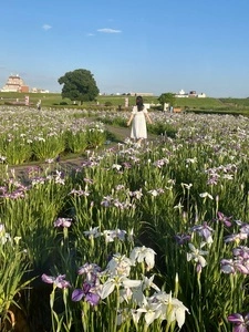 小岩菖蒲園