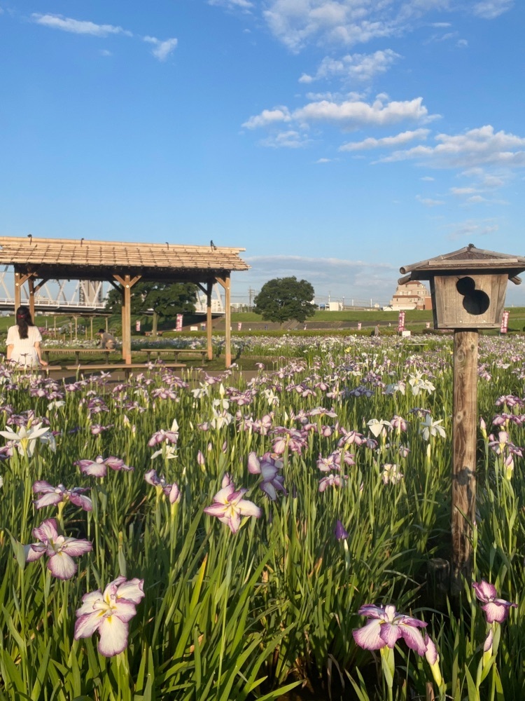 みかんさんが投稿した小岩菖蒲園に関する口コミの画像