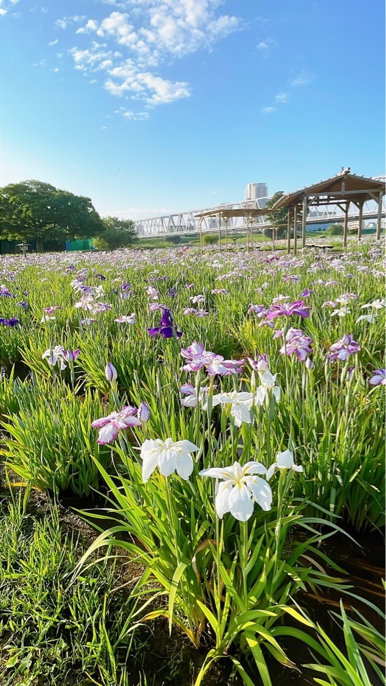 みかんさんが投稿した小岩菖蒲園に関する口コミの画像
