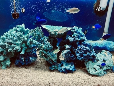 わくわく海中水族館シードーナツ