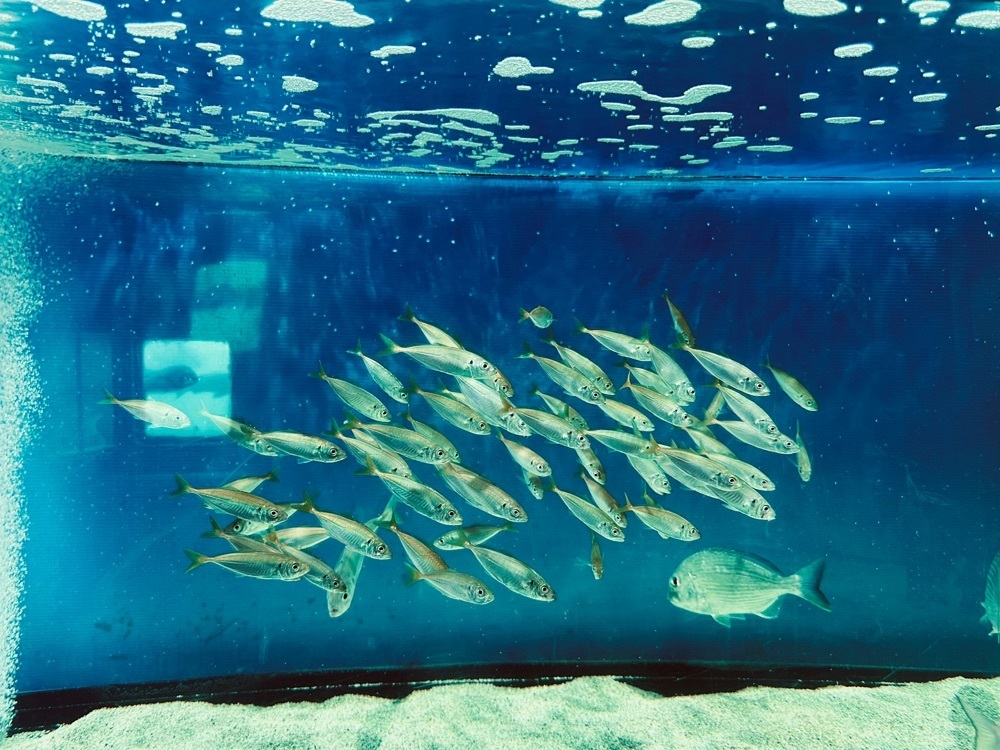 sanaebabyさんが投稿したわくわく海中水族館シードーナツに関する口コミの画像