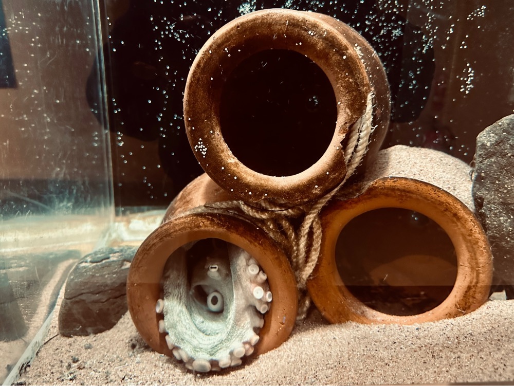 sanaebabyさんが投稿したわくわく海中水族館シードーナツに関する口コミの画像