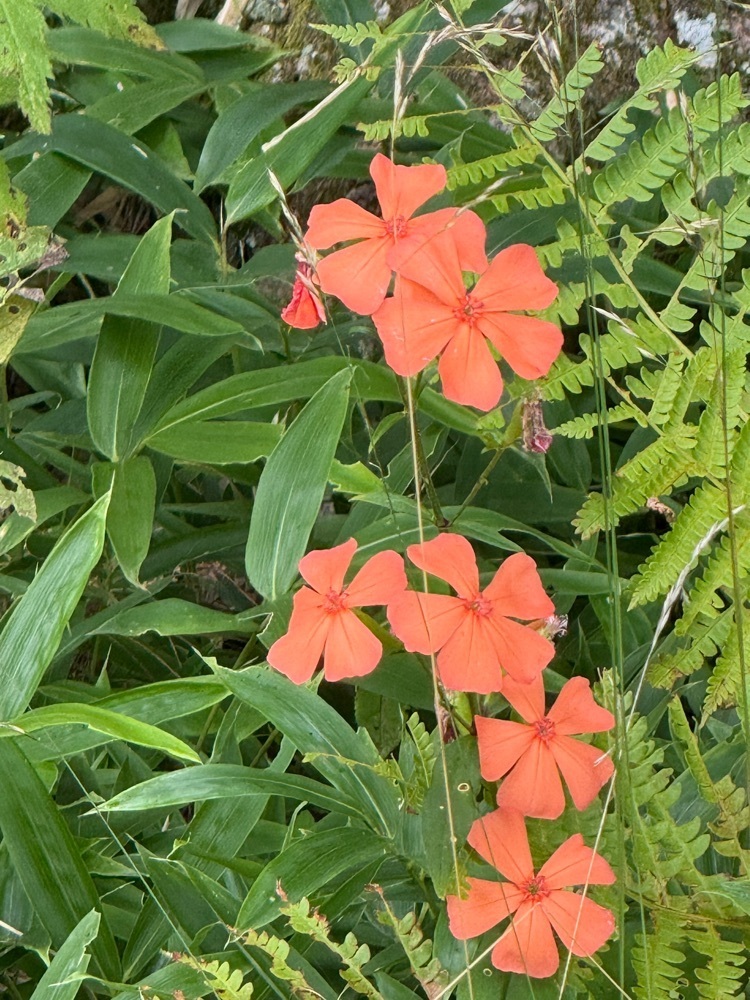 jun1216さんが投稿した入笠湿原に関する口コミの画像