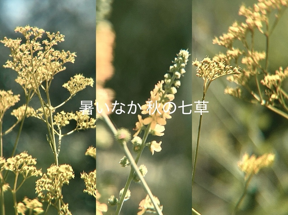 兎きち さんが投稿したパン工房　綾に関する口コミの画像