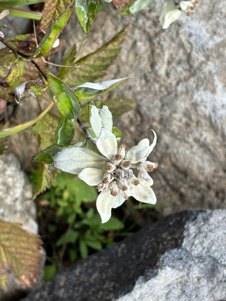 それなはとけさんが投稿した根子岳・菅平牧場のレンゲツツジに関する口コミの画像