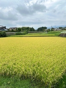 山上城跡