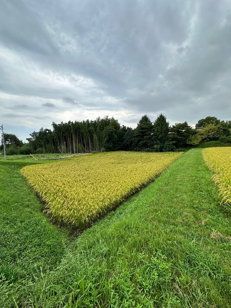 からっ風②さんが投稿した山上城跡に関する口コミの画像