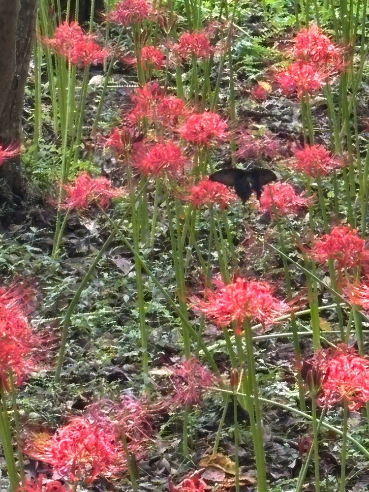 それなはとけさんが投稿した皇子原公園に関する口コミの画像
