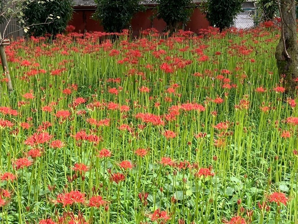 うーとらマンさんが投稿した丸萬に関する口コミの画像
