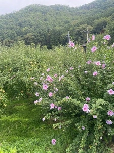 山田館
