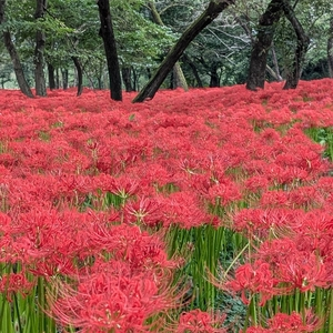 岩井親水公園