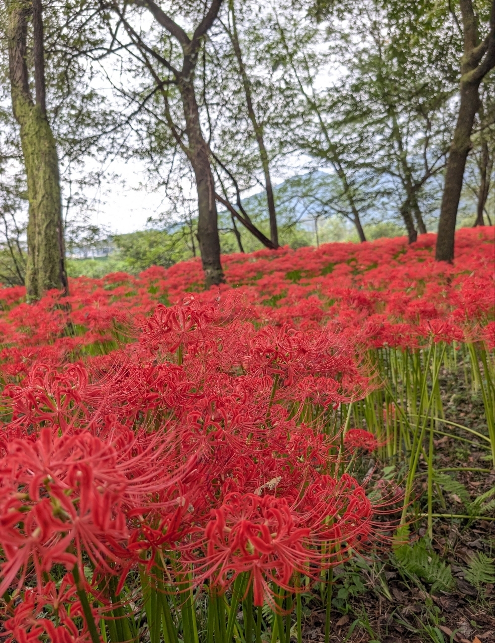 Pさんが投稿した岩井親水公園に関する口コミの画像