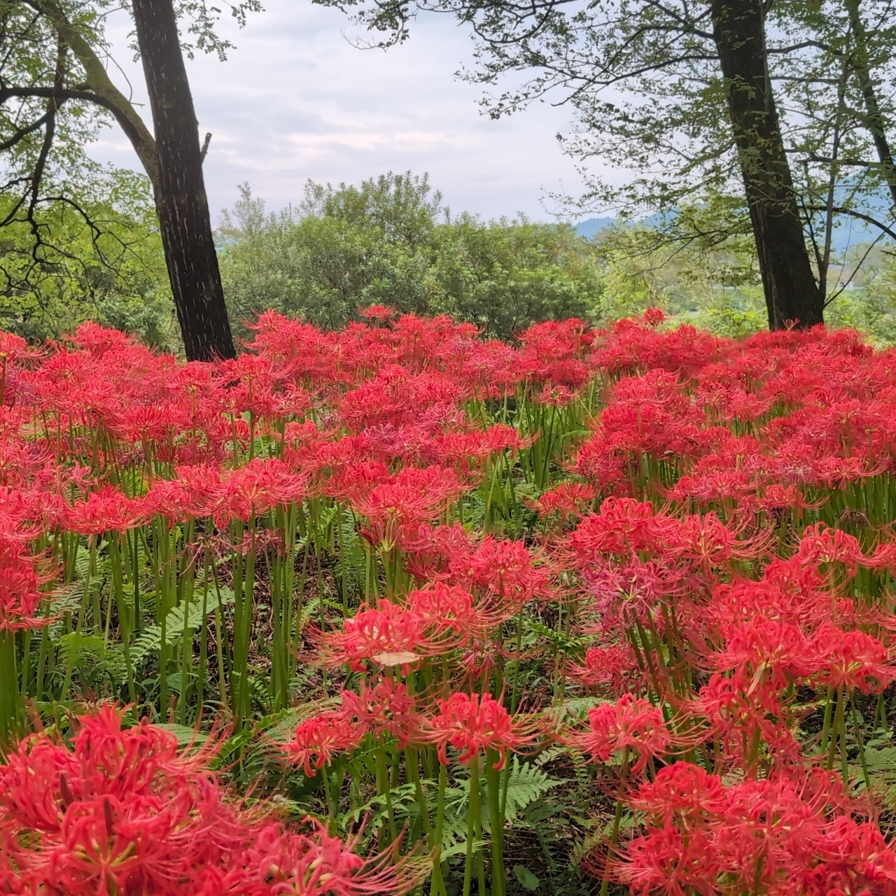 Pさんが投稿した岩井親水公園に関する口コミの画像