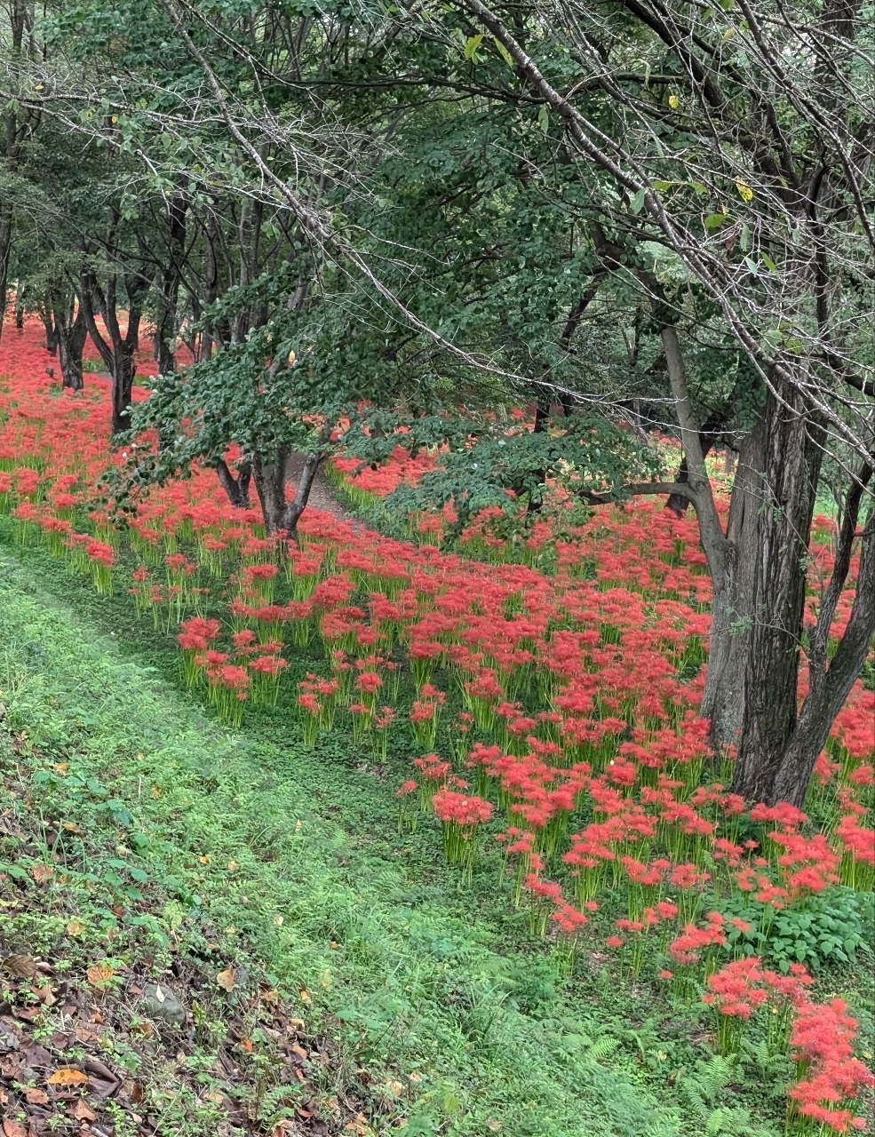 Pさんが投稿した岩井親水公園に関する口コミの画像