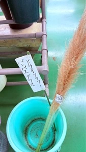 JA南彩 菖蒲グリーンセンター