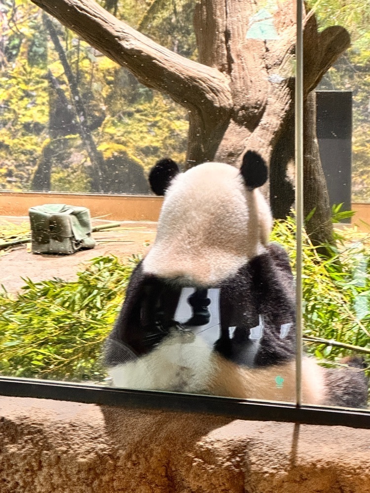 かめ_メグミさんが投稿した上野動物園 バードソング（藤棚休憩所売店）に関する口コミの画像