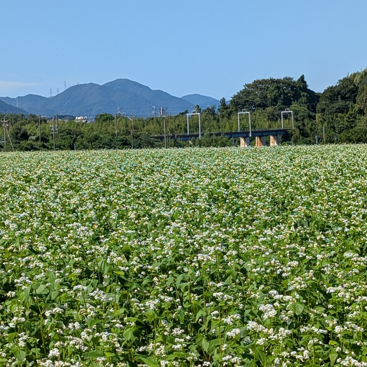 ぬっくさんが投稿した丹生川駅に関する口コミの画像