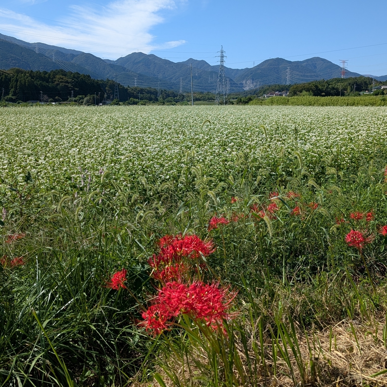 ぬっくさんが投稿した丹生川駅に関する口コミの画像