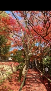 光悦寺