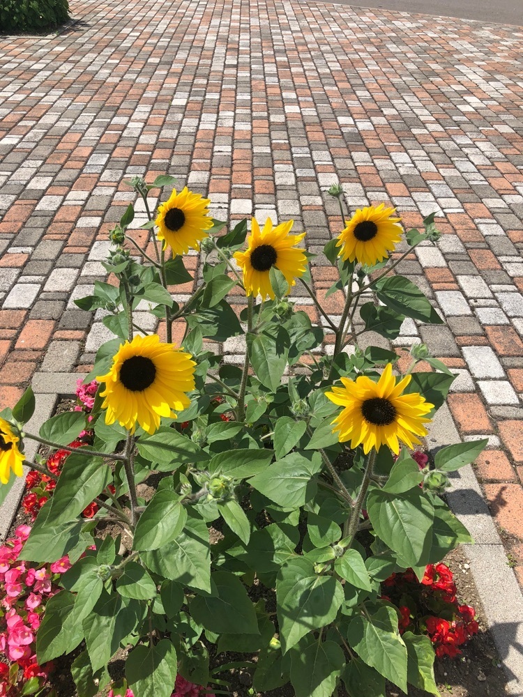 gakky29さんが投稿した道の駅 サンフラワー北竜に関する口コミの画像