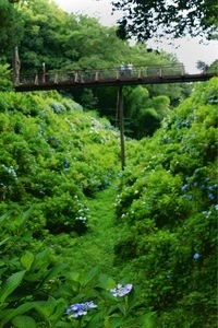 黒羽城址公園のアジサイ