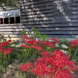 芸濃観光イチゴ