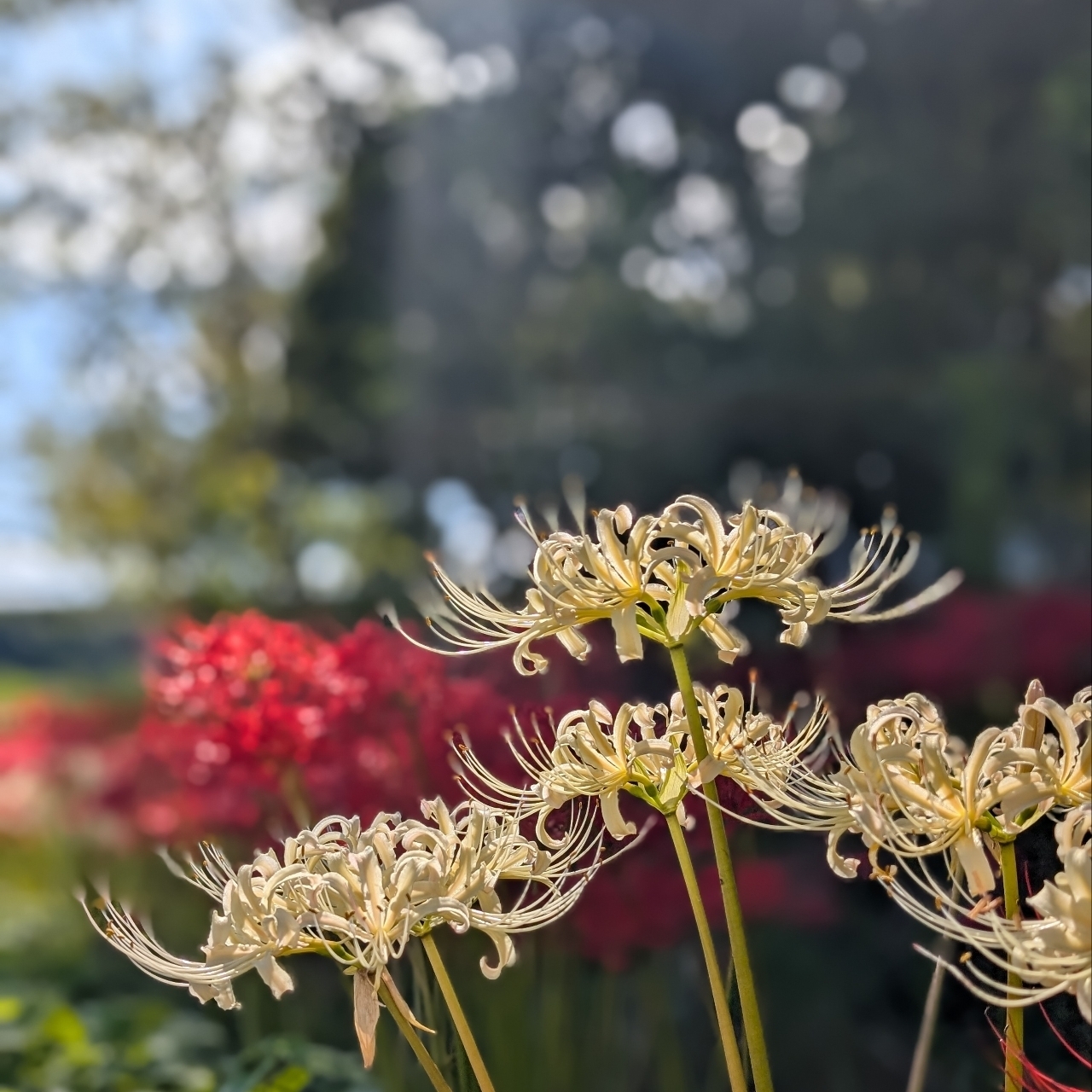 ぬっくさんが投稿した芸濃観光イチゴに関する口コミの画像