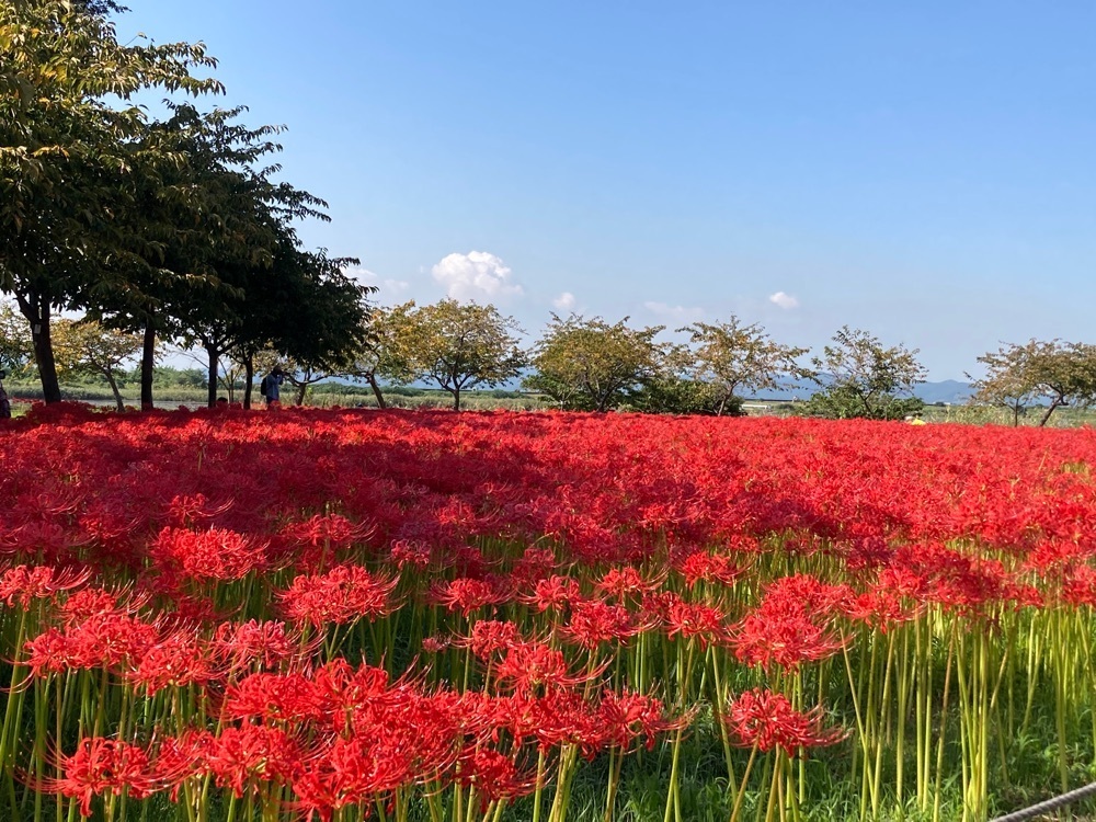 うーとらマンさんが投稿した児島湖花回廊に関する口コミの画像
