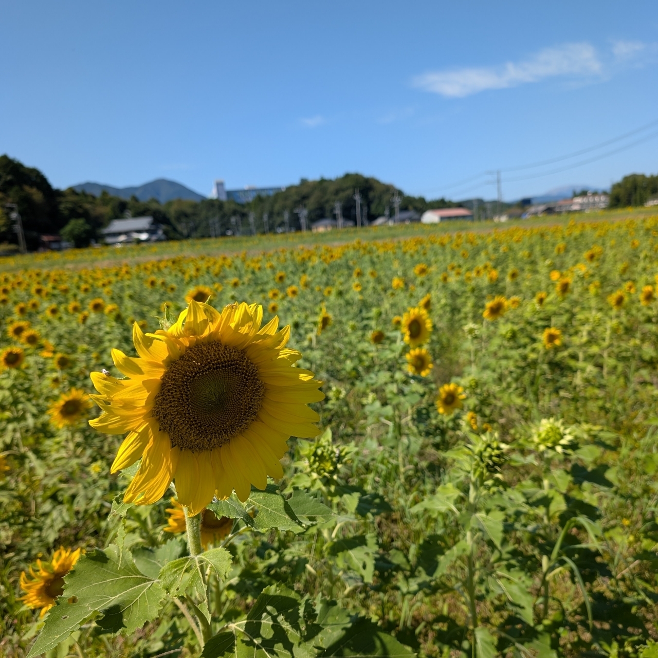 ぬっくさんが投稿した藤原岳自然科学館に関する口コミの画像
