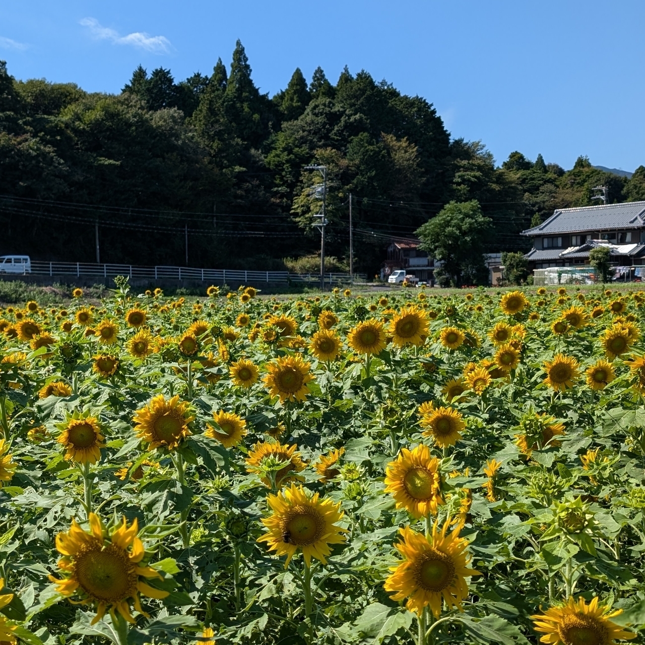 ぬっくさんが投稿した藤原岳自然科学館に関する口コミの画像